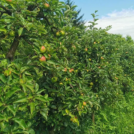 Sokol - Secret Forest House Gračac