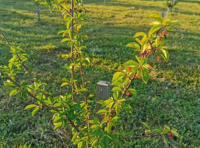 אתר נופש Sokol - Secret Forest House