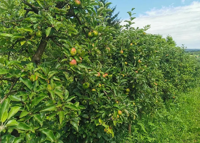 Sokol - Secret Forest House Грачац