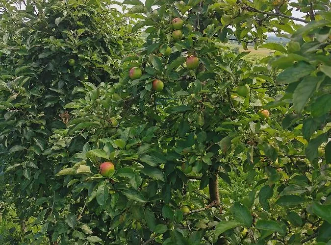 Sokol - Secret Forest House אתר נופש Gračac